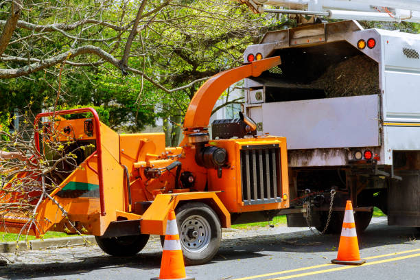 How Our Tree Care Process Works  in Cedarhurst, NY