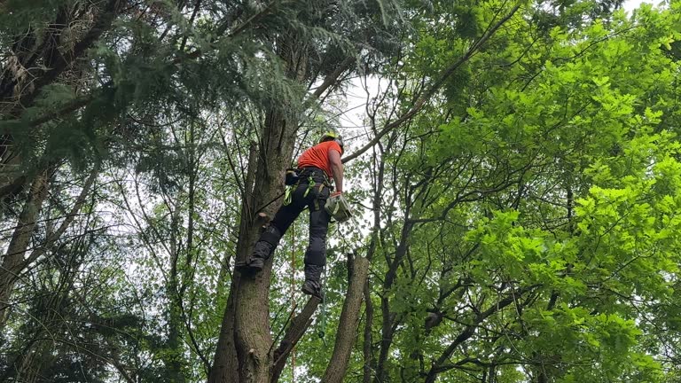 Best Tree Preservation Services  in Cedarhurst, NY